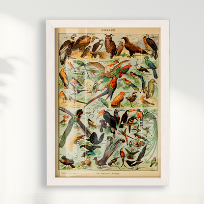 Quadro Oiseaux - Aves vintage