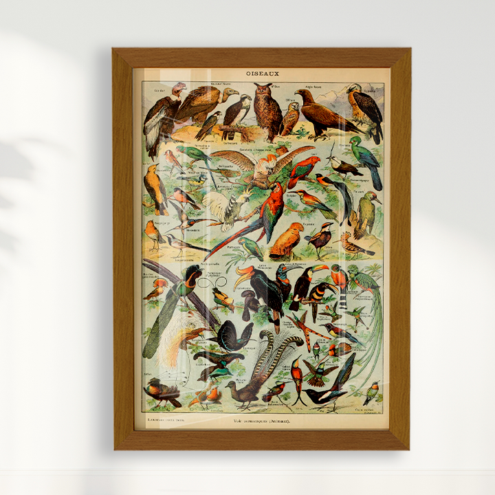 Quadro Oiseaux - Aves vintage