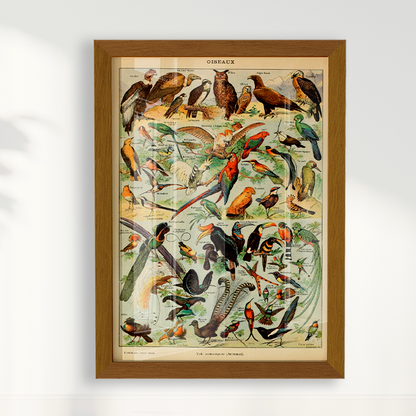 Quadro Oiseaux - Aves vintage