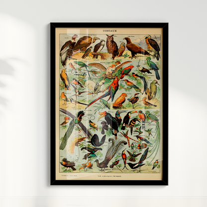 Quadro Oiseaux - Aves vintage