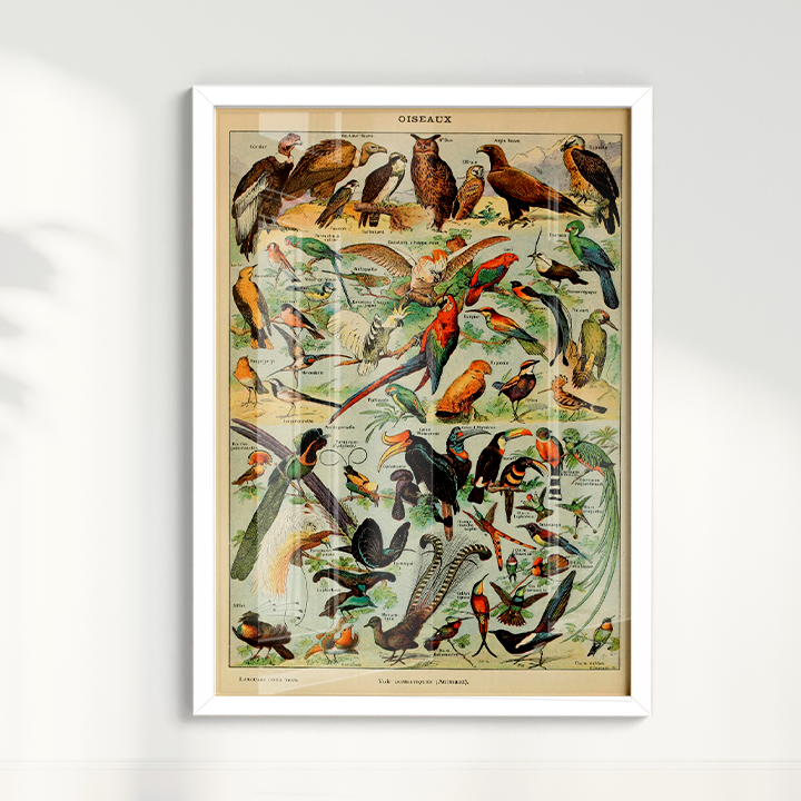 Quadro Oiseaux - Aves vintage