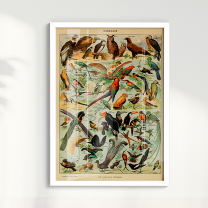 Quadro Oiseaux - Aves vintage