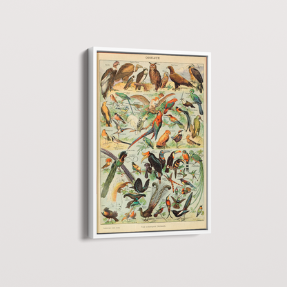 Quadro Oiseaux - Aves vintage