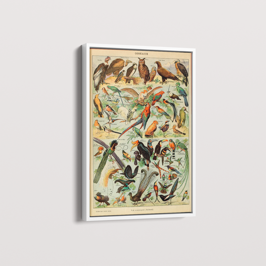 Quadro Oiseaux - Aves vintage
