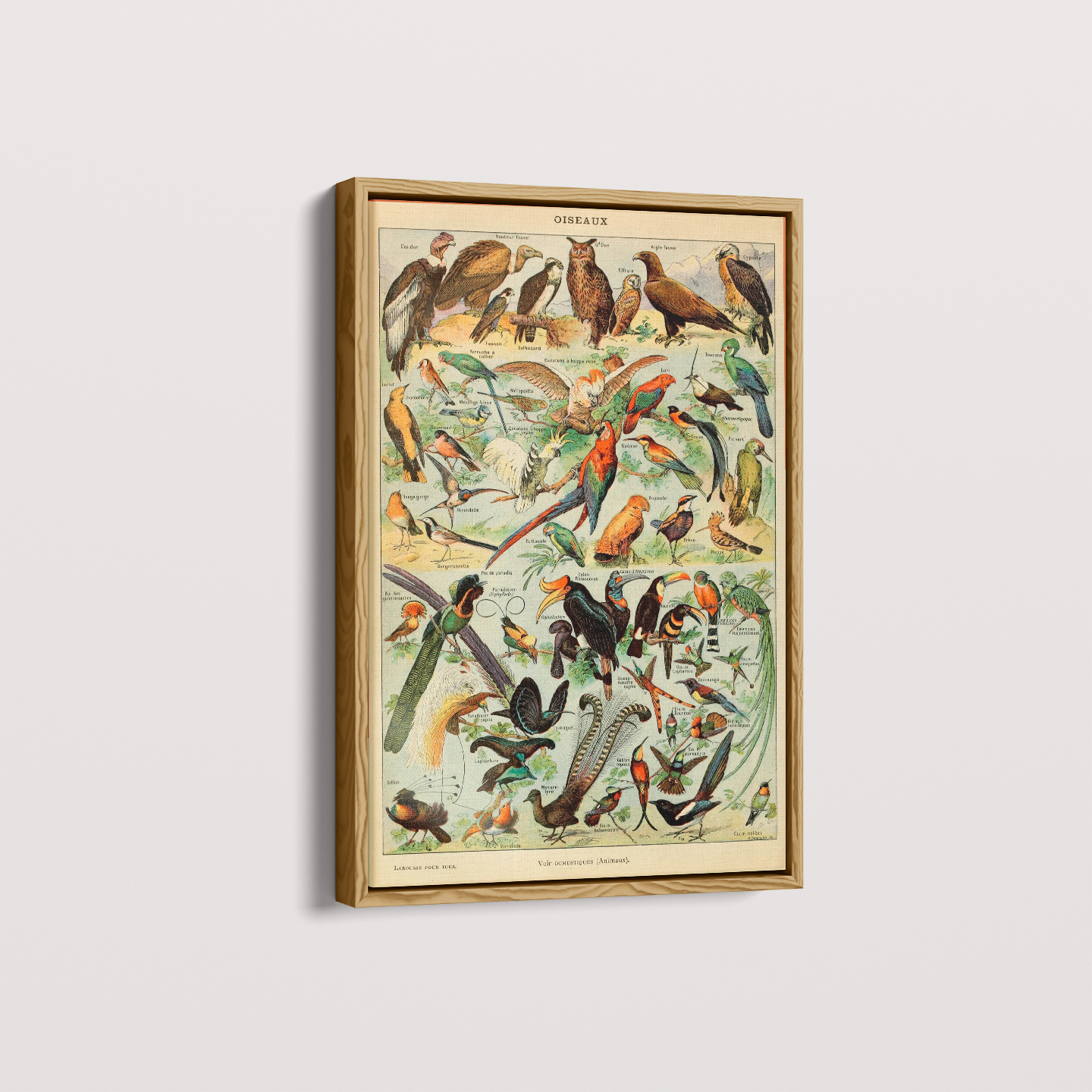 Quadro Oiseaux - Aves vintage