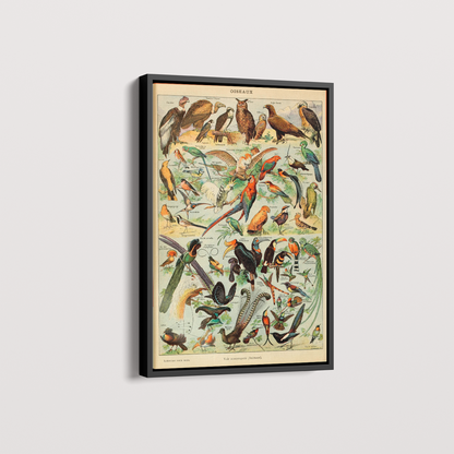 Quadro Oiseaux - Aves vintage