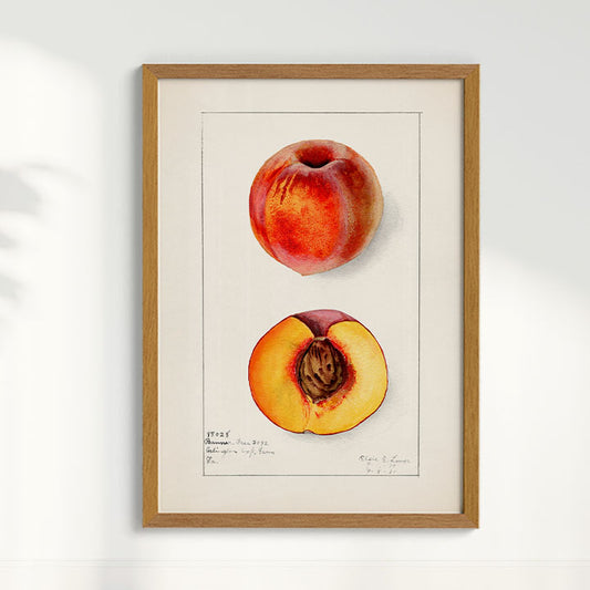 Quadro Pêssego Vintage