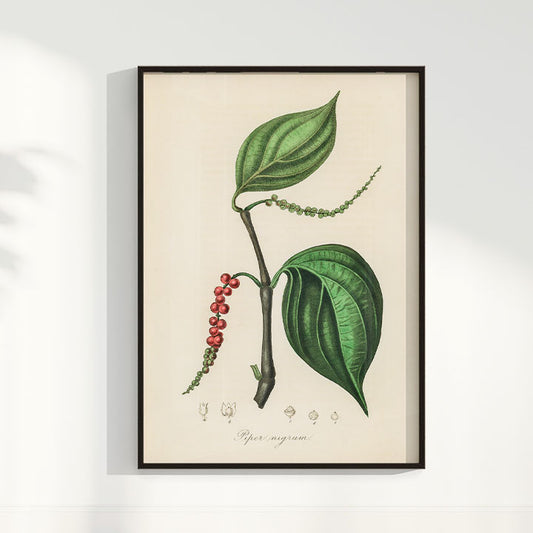 Quadro Pimenta - Black Pepper Vintage