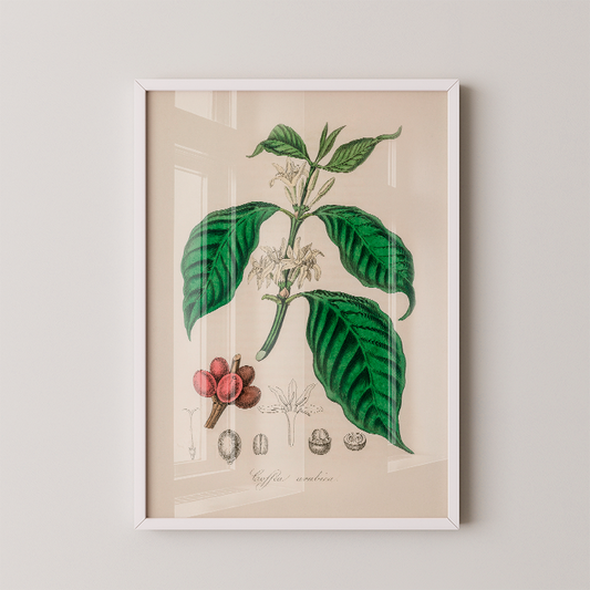 Quadro Café Arabica Tamanho A3 pronta entrega
