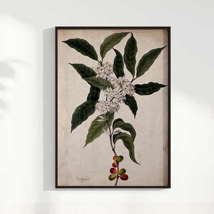 Quadro Ramo de Café Vintage