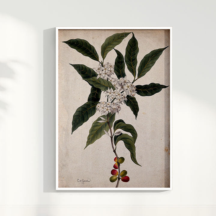 Quadro Ramo de Café Vintage