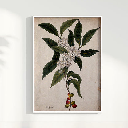 Quadro Ramo de Café Vintage