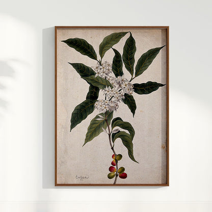 Quadro Ramo de Café Vintage