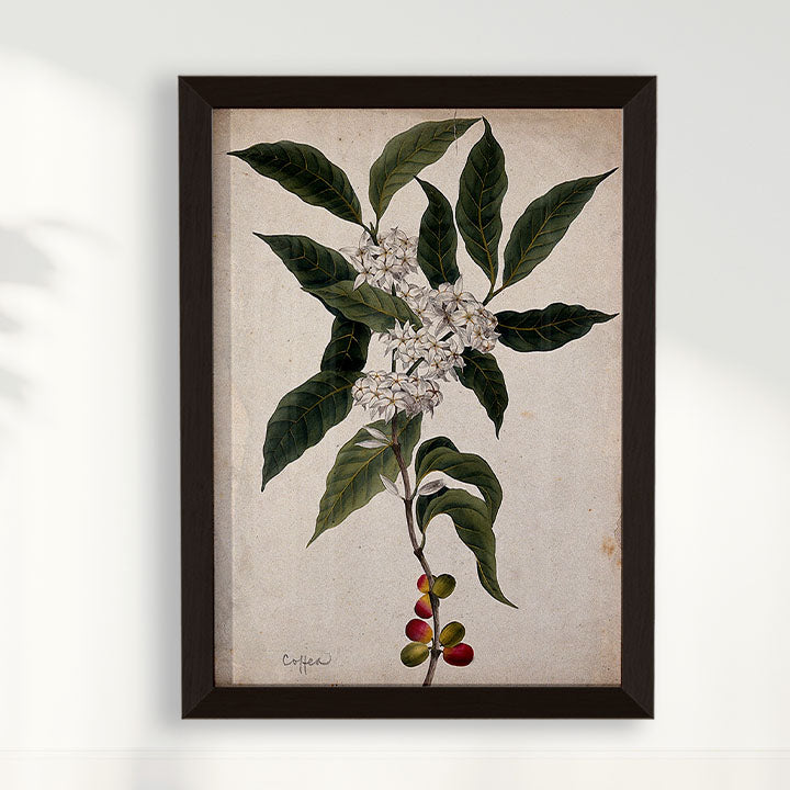 Quadro Ramo de Café Vintage