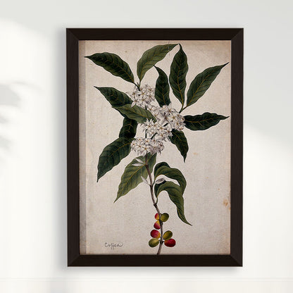 Quadro Ramo de Café Vintage