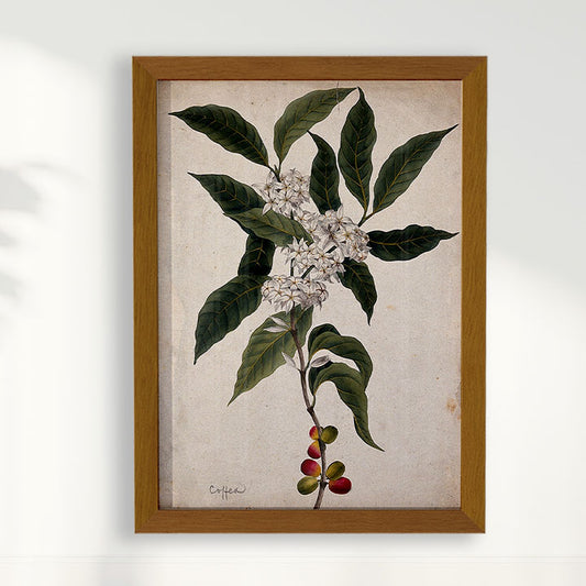 Quadro Ramo de Café Vintage