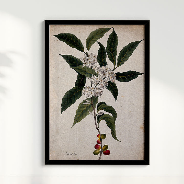 Quadro Ramo de Café Vintage