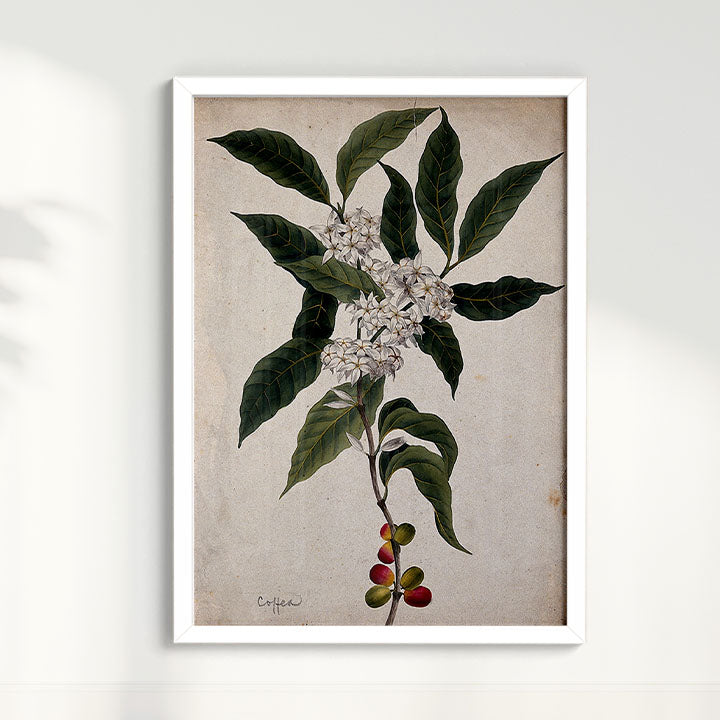 Quadro Ramo de Café Vintage