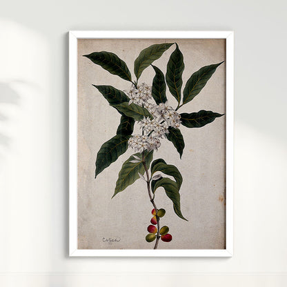 Quadro Ramo de Café Vintage