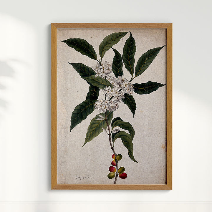 Quadro Ramo de Café Vintage