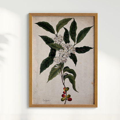 Quadro Ramo de Café Vintage