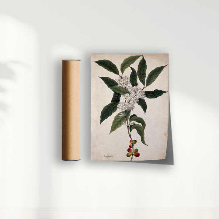 Quadro Ramo de Café Vintage