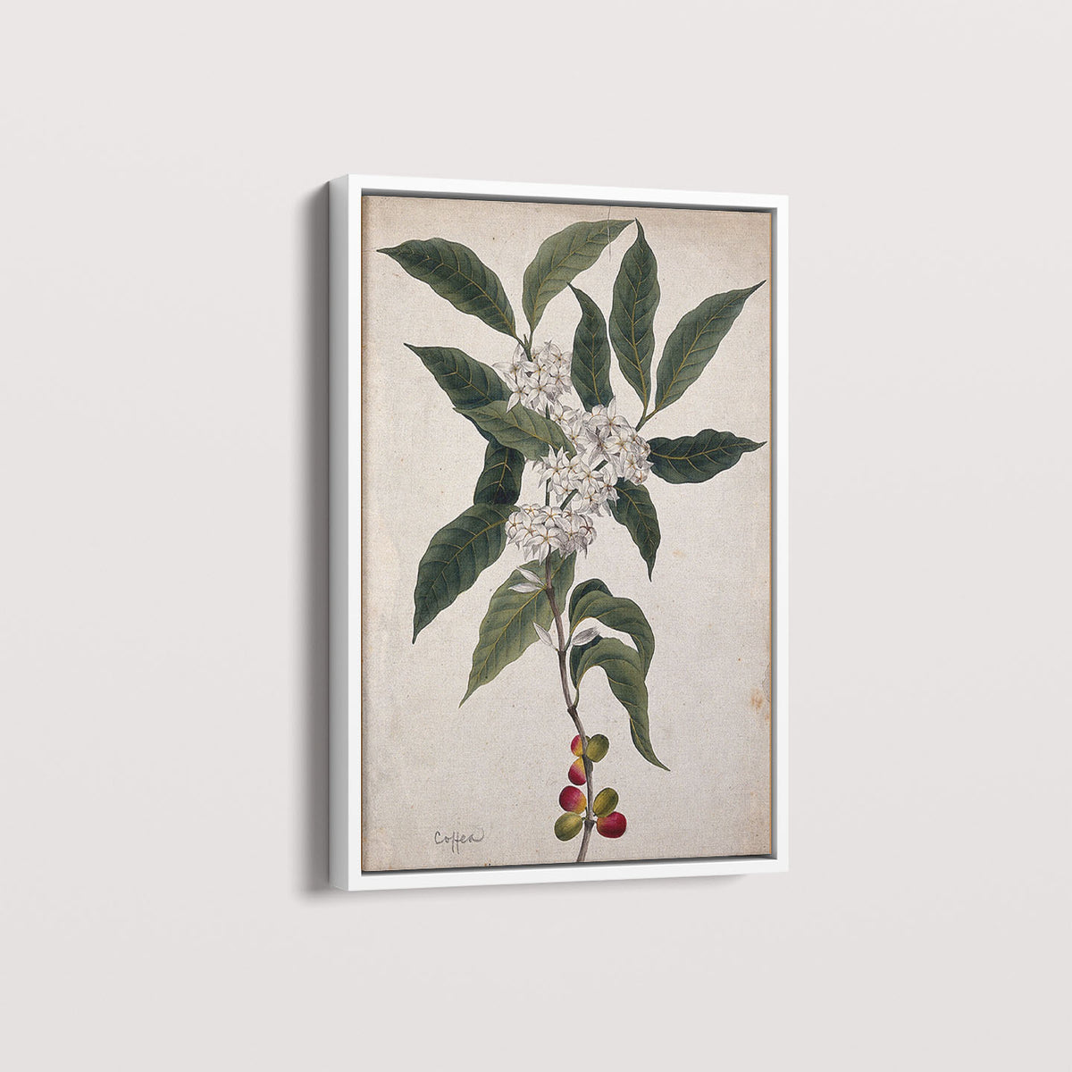 Quadro Ramo de Café Vintage