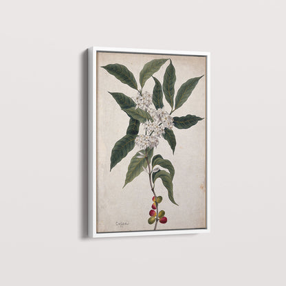 Quadro Ramo de Café Vintage