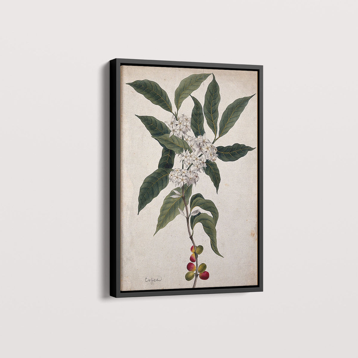Quadro Ramo de Café Vintage
