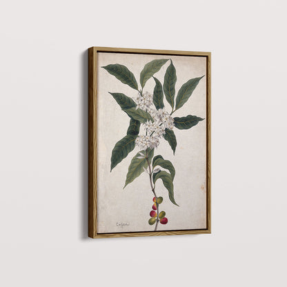 Quadro Ramo de Café Vintage