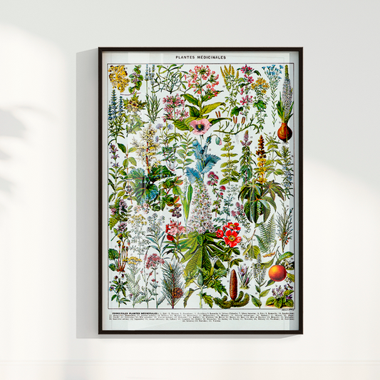 Plantes Medicinales