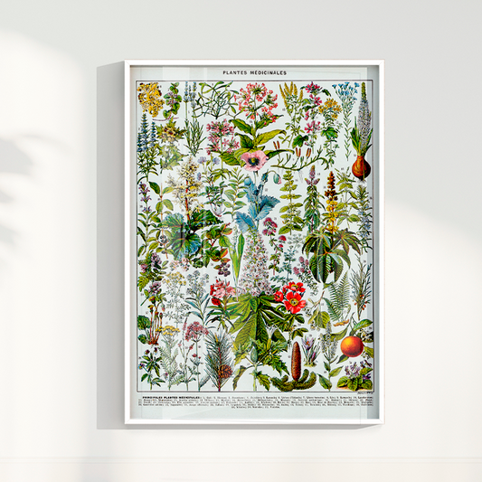 Quadro Botânico Vintage de Plantas Medicinais