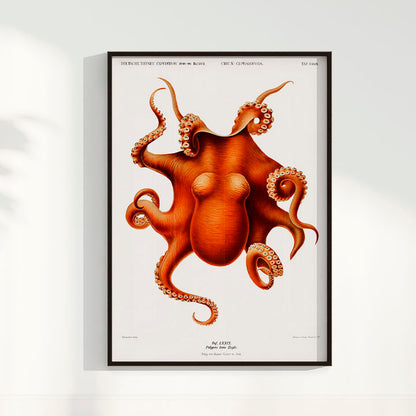 Quadro Polvo - Poster Vintage