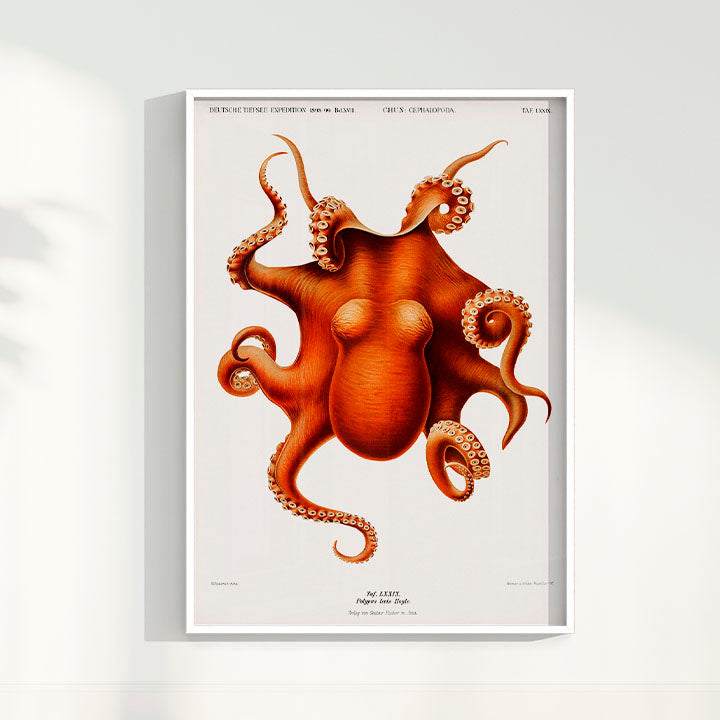 Quadro Polvo - Poster Vintage