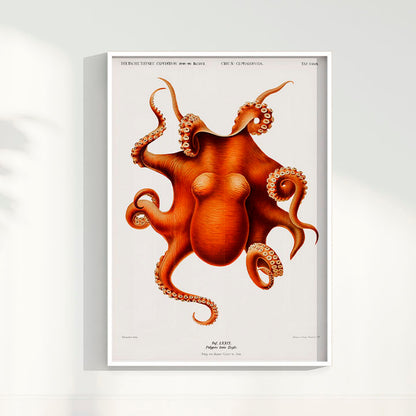 Quadro Polvo - Poster Vintage