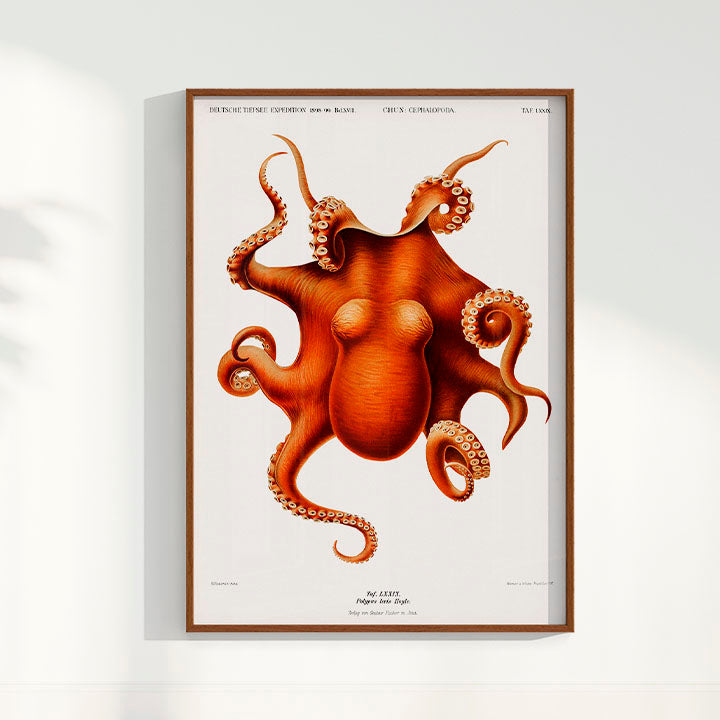Quadro Polvo - Poster Vintage