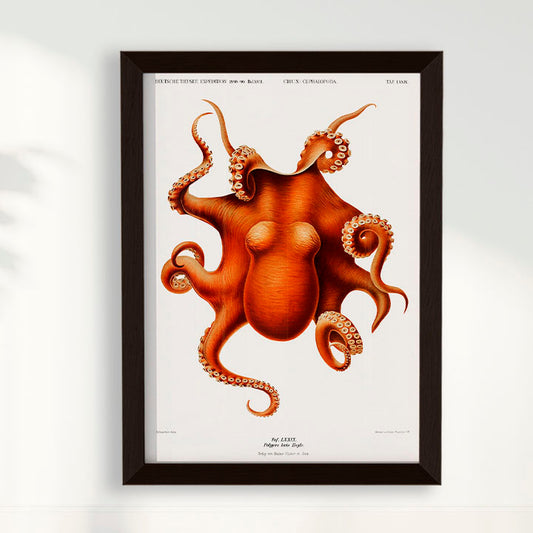 Quadro Polvo - Poster Vintage