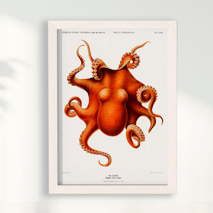 Quadro Polvo - Poster Vintage