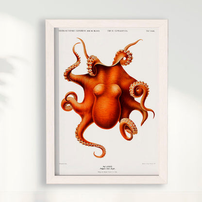 Quadro Polvo - Poster Vintage