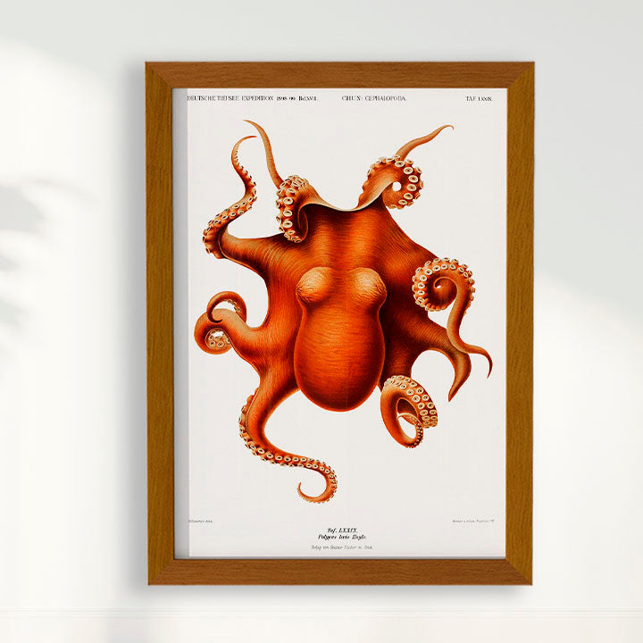 Quadro Polvo - Poster Vintage