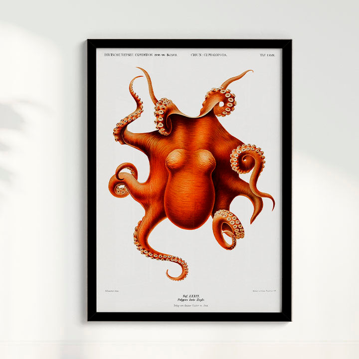 Quadro Polvo - Poster Vintage