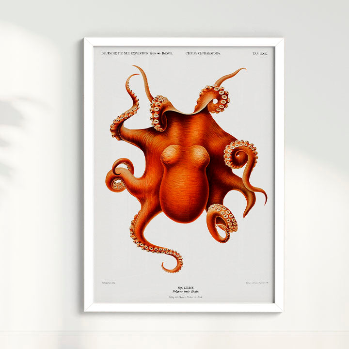 Quadro Polvo - Poster Vintage