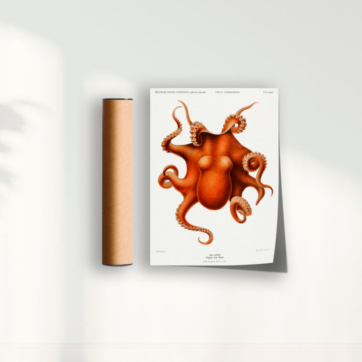 Quadro Polvo - Poster Vintage