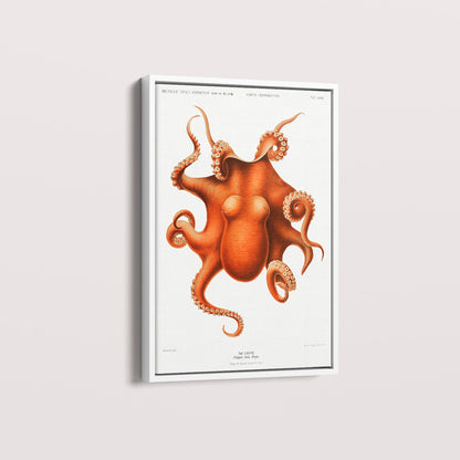 Quadro Polvo - Poster Vintage