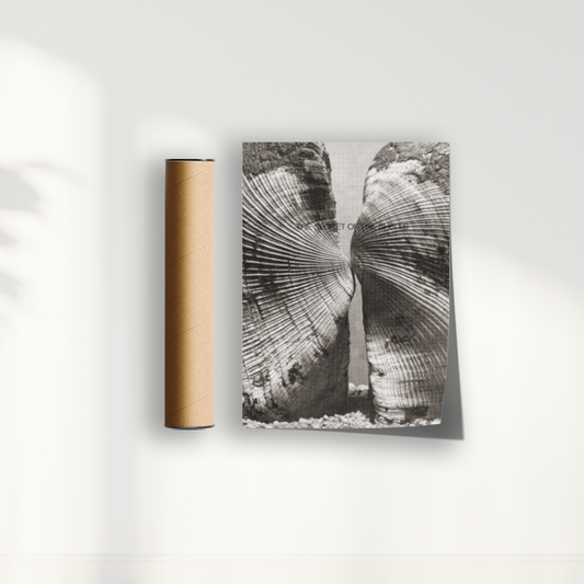 Quadro The Secret of the Shells por Heloisa Camargo