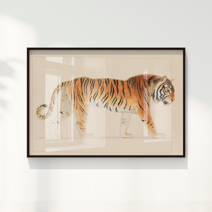 Tigre