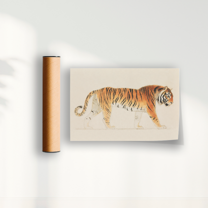 Tigre