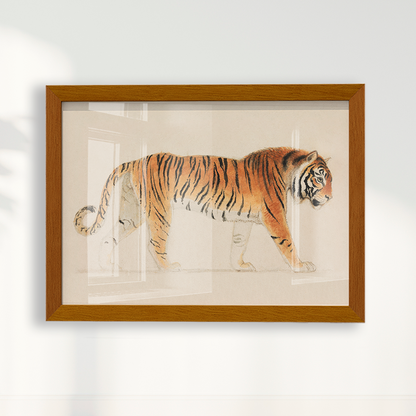 Tigre