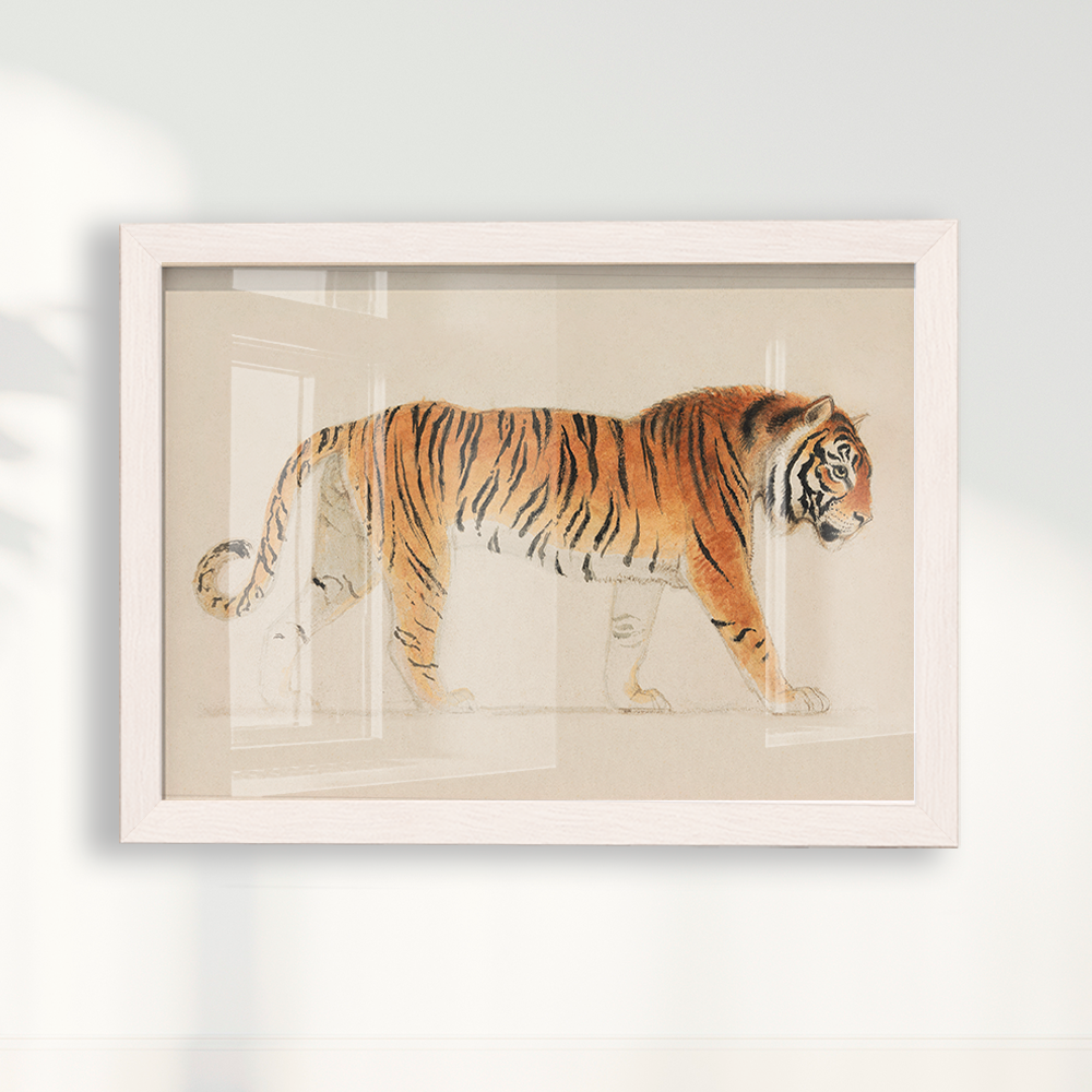 Tigre