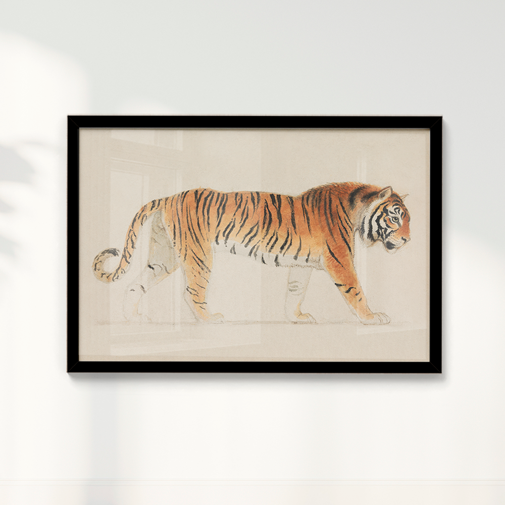 Tigre